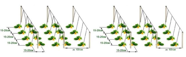 Огурцы на шпалере в открытом грунте: схема, фото, как формировать, видео