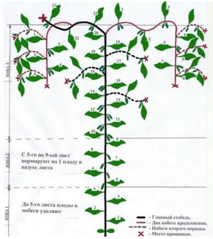 Пасынкование огурцов в теплице пошагово: для начинающих, схема, видео