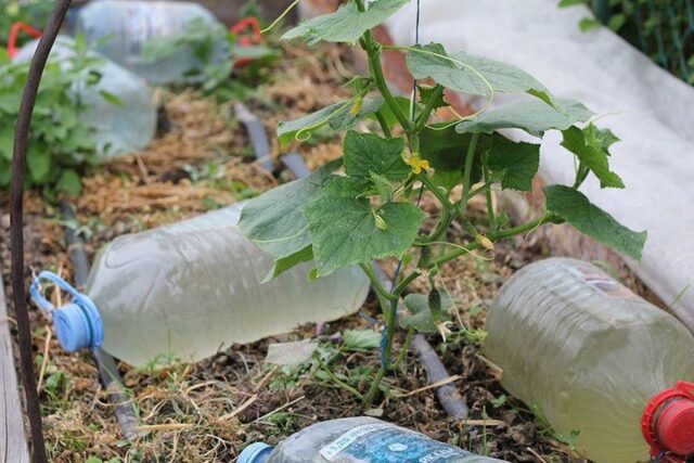 Капельный полив из пластиковых бутылок для огурцов своими руками