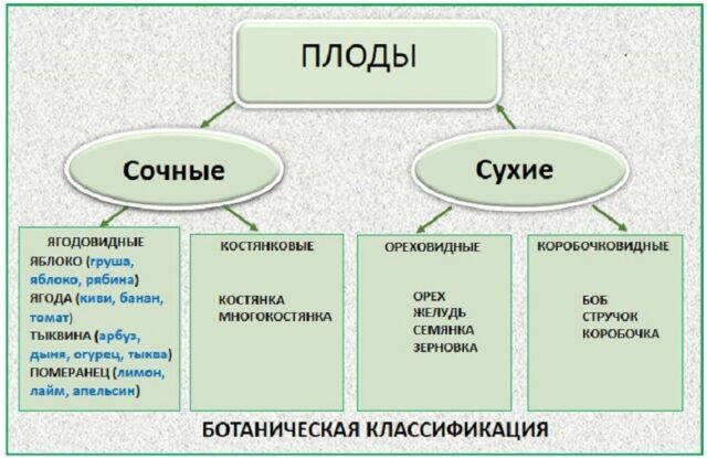 Огурец: что это такое, тыквина, ягода или овощ