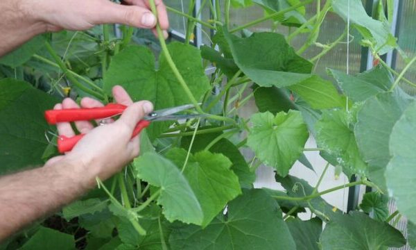 Нужно ли обрывать усы у огурцов