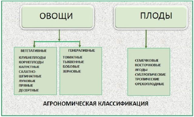 Огурец: что это такое, тыквина, ягода или овощ