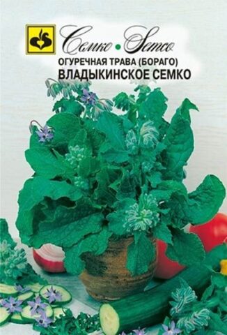 Огуречная трава (бораго, огуречник): польза и вред для здоровья, как выглядит, где растет