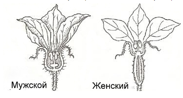 Цветение огурцов: период, как определить мужские и женские цветки