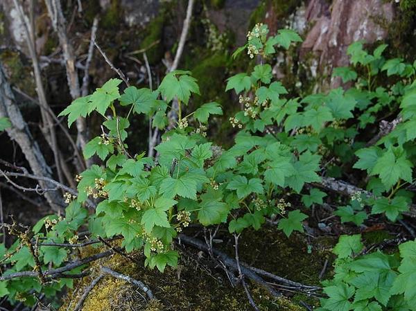 Смородина железистая. Фото с сайта minnesotawildflowers.info