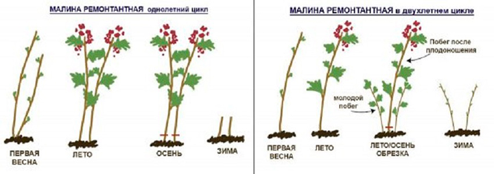 Как ухаживать за ремонтантной малиной весной, летом и осенью