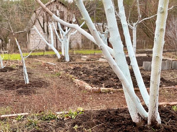 Осенняя побелка плодовых деревьев - одна из аксиом успешного садоводства