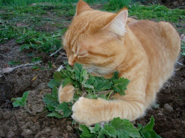 Котовник (кошачья мята): полезные свойства, противопоказания, как использовать