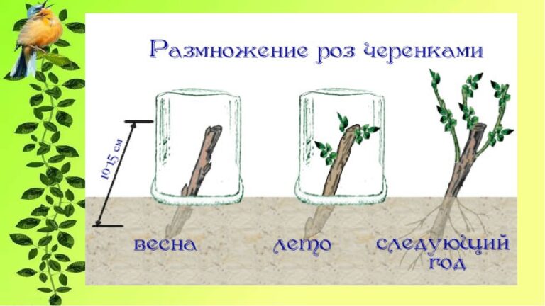 Весеннее черенкование роз дома