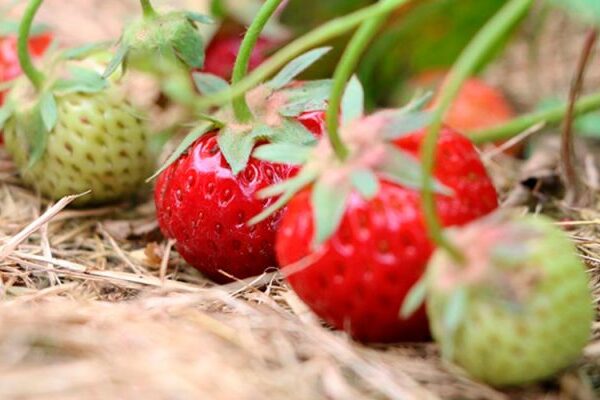 Обращение с клубникой после сбора 🍓