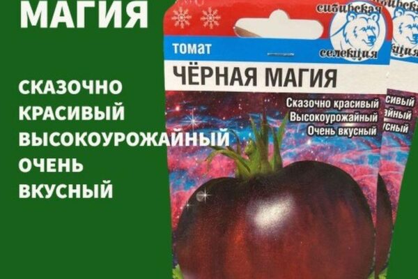 Черная магия: огородный сорт помидоров