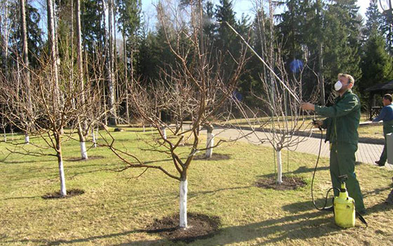 Весенняя обработка садовых деревьев от болезней и вредителей.