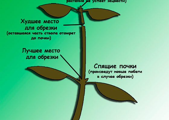 Прищипка растений для стимуляции роста