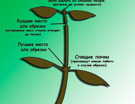 Прищипка растений для стимуляции роста