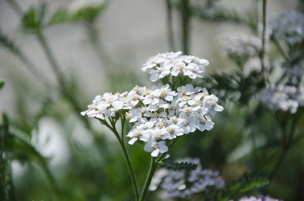 Тысячелистник: польза и вред