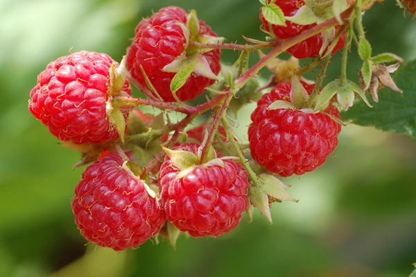 Cultivation of Raspberries