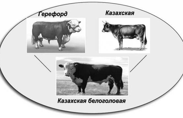 Содержание белоголовых коров в Казахстане