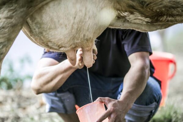 Производство молока коровами