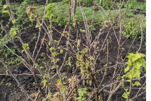 Заморозки повлияли на урожай красной смородины?