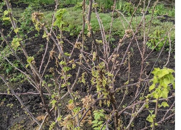 Заморозки повлияли на урожай красной смородины?