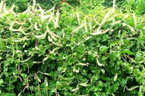 Cultivation of Heartleaf Philodendron (Bussengolzia)