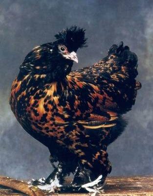Павловские куры: продуктивность и особенности породы