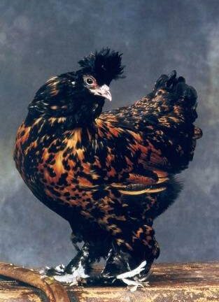 Павловские куры: продуктивность и особенности породы