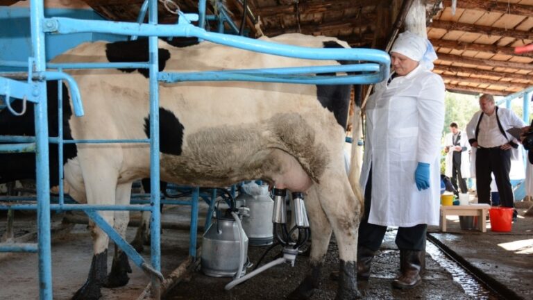 Изготовление станка для доения коров собственными силами