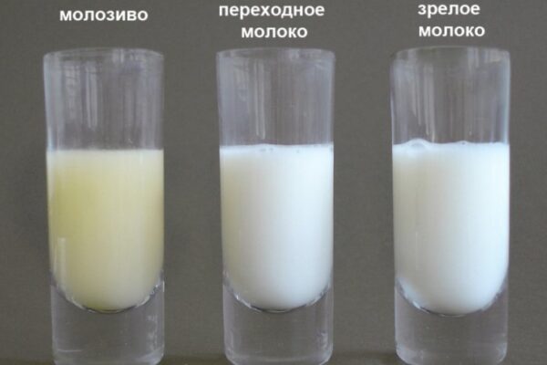 Коровье молозиво: состав, полезные свойства, срок выделения, правила хранения