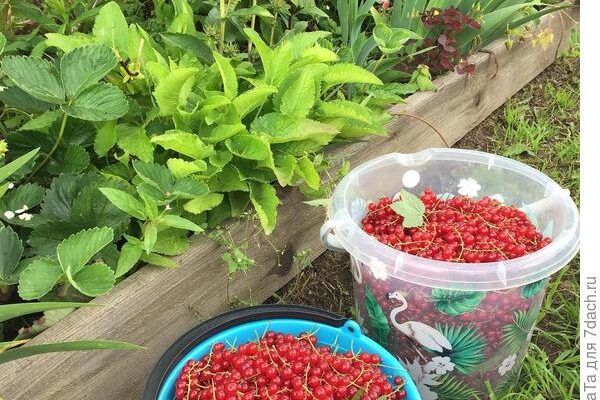 Красная смородина в саду: стабильные урожаи ежегодно