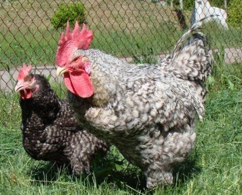Характеристика породы кур Геркулес с фотографиями.