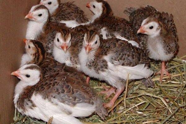Длительность высиживания яиц цесаркой