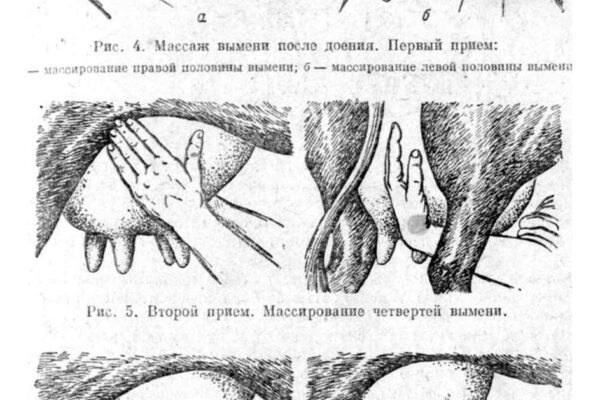 Когда начинается наполнение сосков коровы перед отелом?