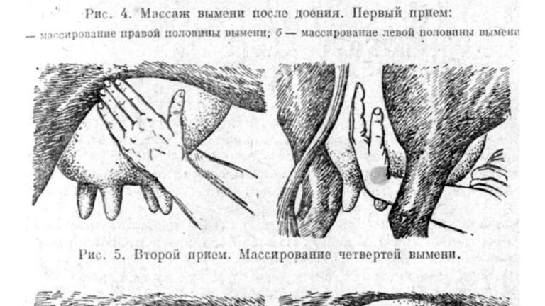 Когда начинается наполнение сосков коровы перед отелом?
