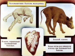 Лечение бессосудистой болезни у телят.