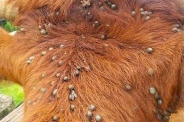 Лечение клещевых поражений у крупного рогатого скота