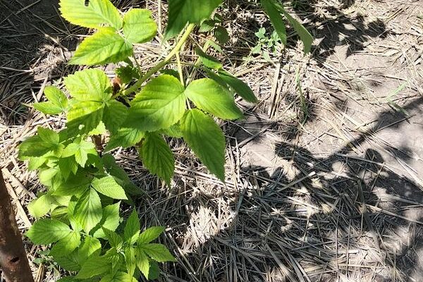 Причины пожелтения малины: вредители, болезни и способы борьбы