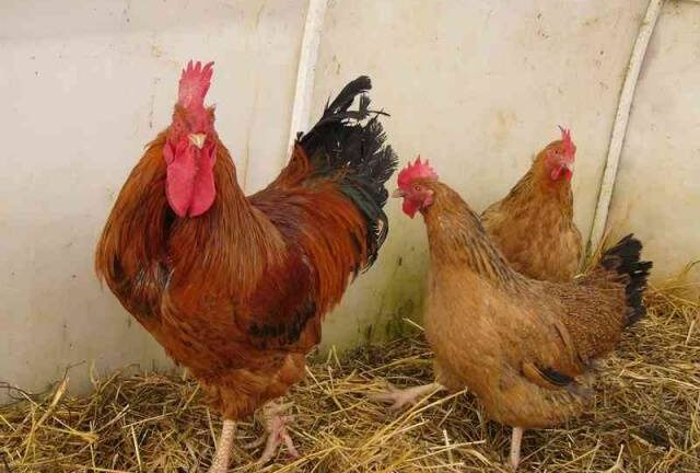 Кучинские юбилейные куры: характеристики и мнения