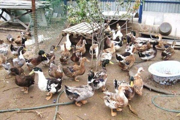 Разведение башкирских уток в домашних условиях