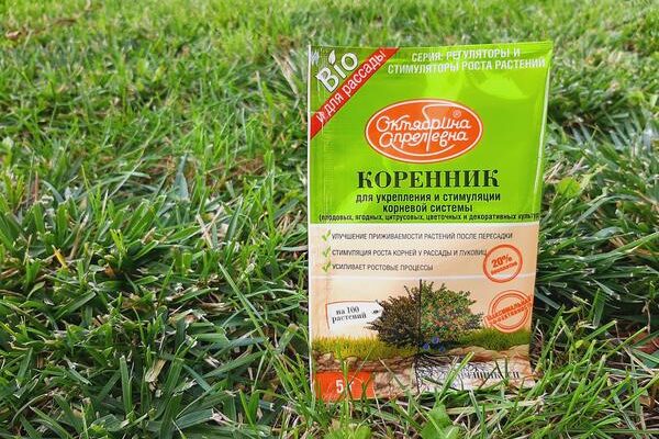 С помощью «Коренника» поздняя пересадка не опасна