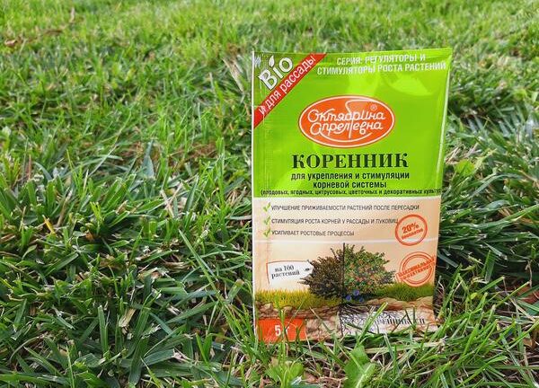 С помощью «Коренника» поздняя пересадка не опасна