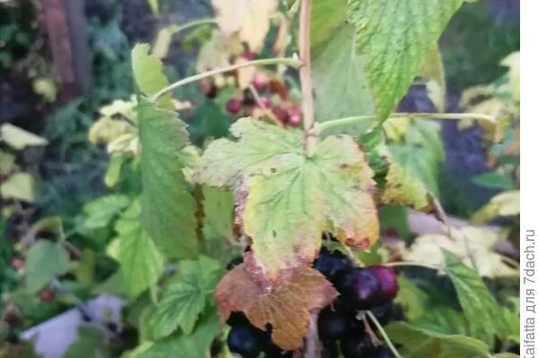 Болезни растений в саду: лечение и профилактика.