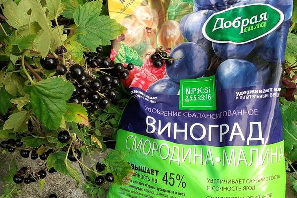 Результат применения сбалансированного удобрения для смородины «Добрая сила»