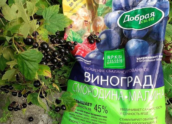 Результат применения сбалансированного удобрения для смородины «Добрая сила»