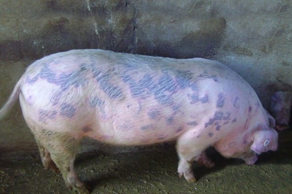 Свиная чума: признаки и терапия.