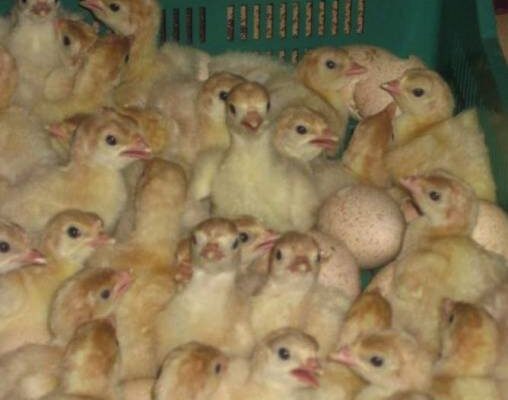 Индюки на дачном участке: руководство для новичков.