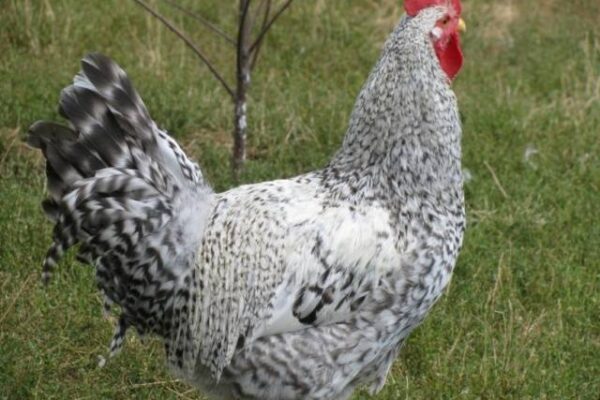 Куры породы Борковская Барвистая: характеристики и яйценоскость