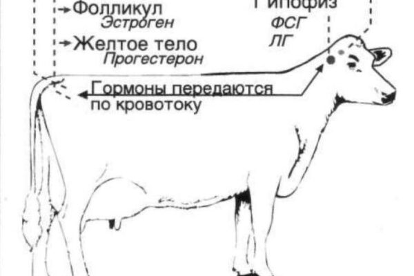 Лечение и причины гипофункции яичников у коров