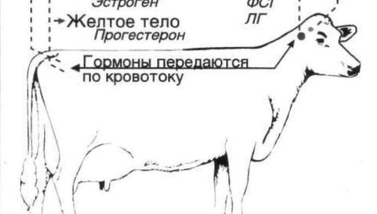 Лечение и причины гипофункции яичников у коров