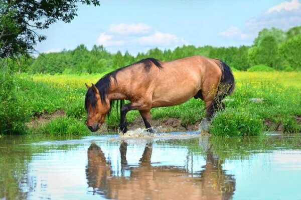 Лошади породы башкирской